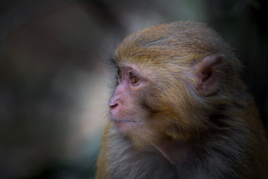 View of a close-up profile portrait of a macaque monkey with detailed fur and attentive eyes in Guiyang, Guizhou, China.