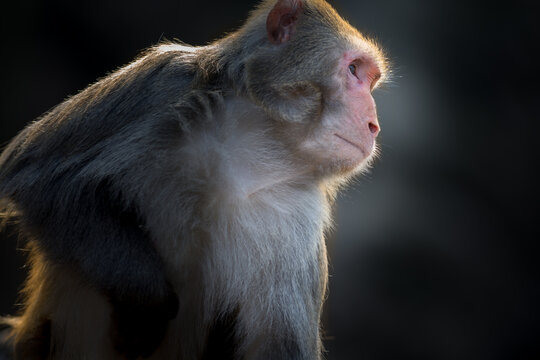 View of a rhesus macaque monkey with soft lighting highlighting its fur texture in a natural setting in Guiyang, Guizhou, China.