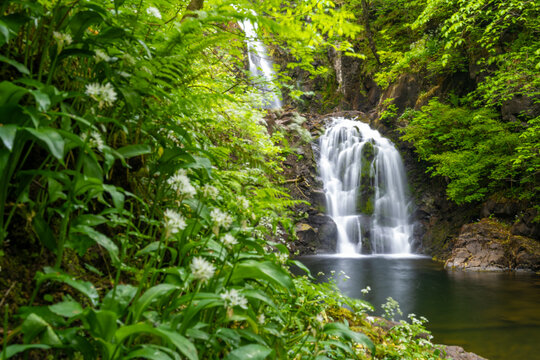 View of the waterfall on the Isle of Skye surrounded by lush green forest and wild garlic flowers in Highland Council, Scotland, United Kingdom.