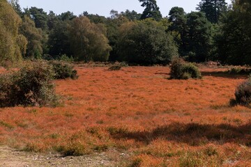 Fototapeta premium Dry orange-red grass field with forest backdrop