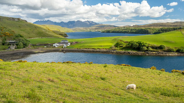 View of the Isle of Skye landscape with a serene loch, rolling green hills, a farmstead, and a sheep grazing in the foreground in Highland Council, Scotland, United Kingdom.