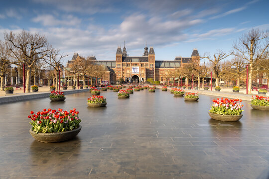 View of the Rijksmuseum in Amsterdam with a reflecting pool and colorful tulip planters in the foreground under a blue sky in the Netherlands.