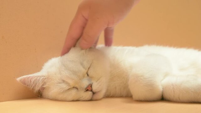 Hand gently strokes a sleeping white British shorthair cat
