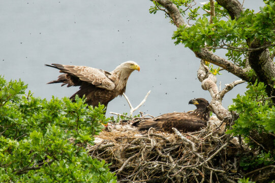 View of a white tailed eagle standing in a nest with another eagle resting among green tree branches in Ardgour, Scotland, United Kingdom.