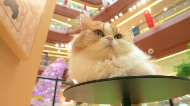 Fluffy longhair cat rests on round table inside shopping mall