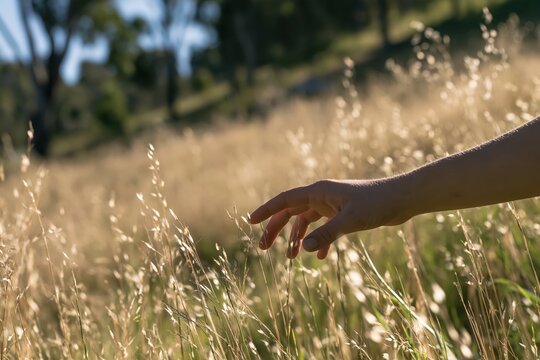 Hand touching tall grass in a sunlit field