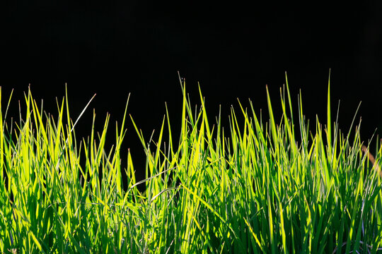 View of vibrant green grass stalks illuminated by sunlight against a dark background in Knoydart, Scotland, United Kingdom.