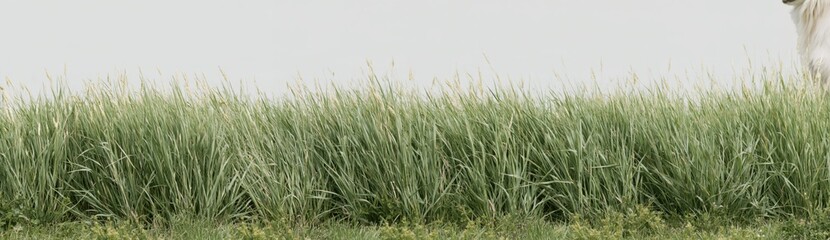 Obraz premium White animal in tall green grass
