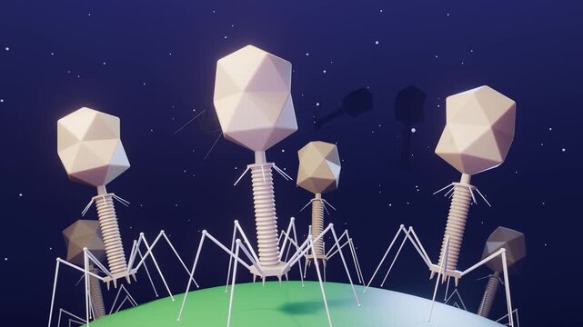 Bacteriophage viruses standing on the surface of a bacterium, T4 phage structure, 3D loop