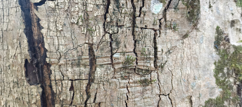 bark of a tree