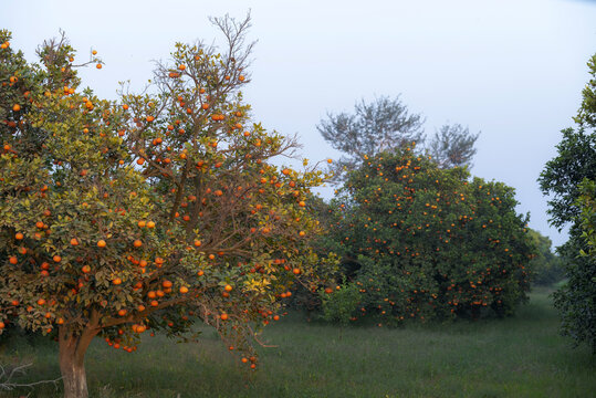 View of citrus trees laden with ripe oranges in an orchard in Multan, Punjab, Pakistan.