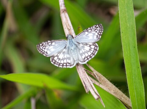Mariposa