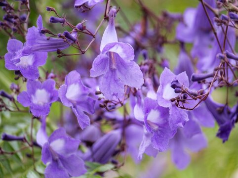 Flor do Jacarand&aacute;