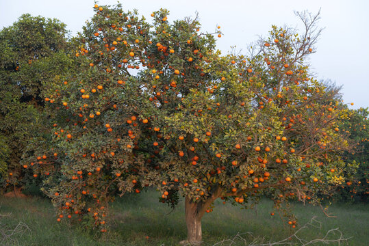 View of a lush kenu citrus tree laden with ripe oranges in an orchard in Multan, Punjab, Pakistan.