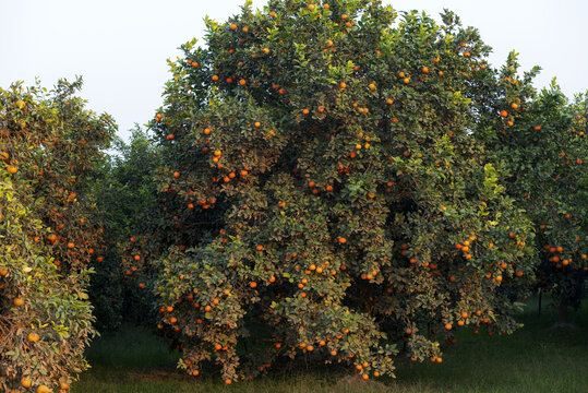 View of lush Kinnow citrus trees laden with ripe oranges in an orchard in Multan, Punjab, Pakistan.
