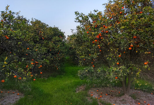View of citrus trees in the orchard with ripe oranges hanging from branches and fallen fruit on the green grass in Multan, Punjab, Pakistan.