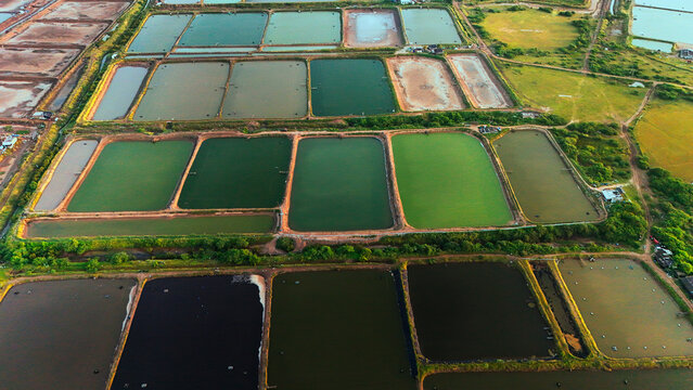 Aerial view of aquaculture ponds and salt pans with varying water colors and earthen embankments in Olpad, Gujarat, India.