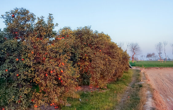 View of citrus trees in the orchard with ripe oranges hanging from branches and scattered on the ground along a dirt path in Multan, Punjab, Pakistan.