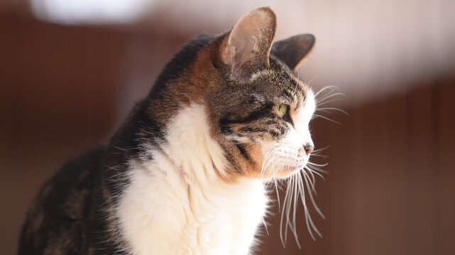 キジ猫」の写真素材 | 13,618件の無料イラスト画像 | Adobe Stock