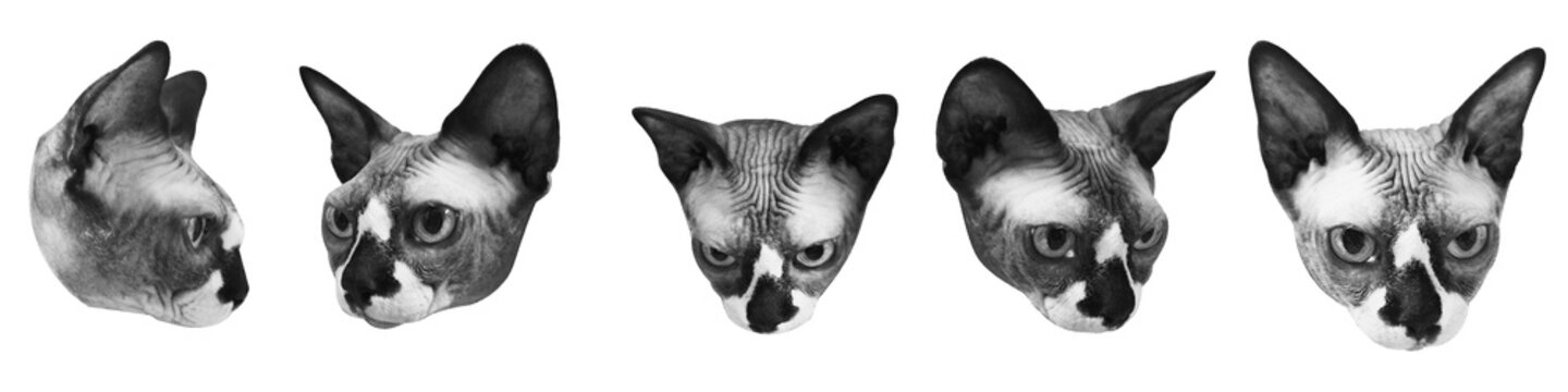 Canadian Sphynx cats head cut-out, various expressions, black and white halftone collage elements
