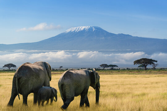 A family of elephants walks through a golden savanna with Mount Kilimanjaro in the background.