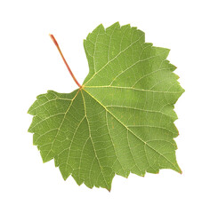 Fototapeta premium One green grape leaf isolated on white