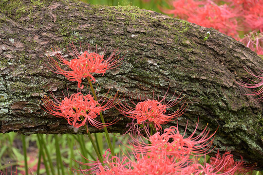 Vivid red spider lilies (Lycoris radiata) blooming against a mossy tree trunk