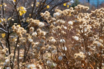 Fototapeta premium Dried plant seed heads with fluffy white tops in autumn