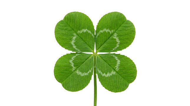 Four leaf clover isolated on transparent background