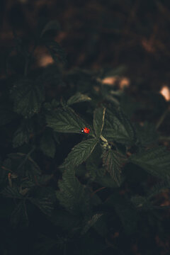 View of a small red ladybug resting on a dark green leaf in Vormsi, Laane County, Estonia.