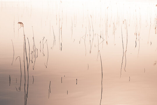 View of reeds in the calm water of Kaisma jarv in Parnu maakond, Estonia.