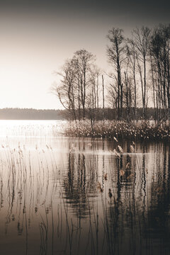View of Kaisma jarv with reeds in the foreground and trees along the shore under soft light in Parnu maakond, Estonia.