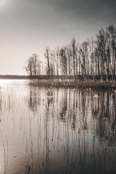 View of Kaisma jarv with reeds in the foreground and bare trees along the shoreline in Parnu maakond, Estonia.