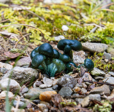 jelly-like cyan blue green fungi closeup