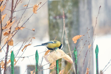 A great tit (Parus major) sits on a metal fence near a piece of bacon in a suburban area. © Michel F