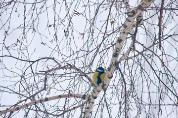 A great tit (Parus major) sits on a snow-covered birch branch in the forest. © Michel F