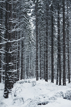 View of a dense pine forest covered in deep snow during winter in Norra, Jarva maakond, Estonia.