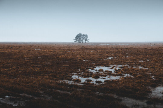 View of a cluster of trees in the marshy landscape of Matsalu National Park in Estonia.