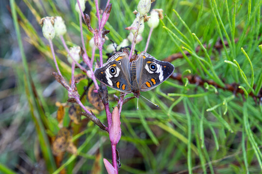 common buckeye Junonia coenia butterfly rose form full wings view on plant