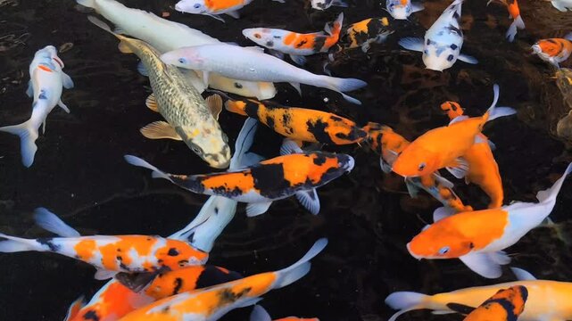 Colorful koi fish swim in the pond. These beautiful fish are kept because they are believed to be symbols of good luck and fortune.
