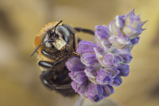Close-up macro photographs of a carpenter bee feeding and resting on purple flowers in a natural garden environment.
