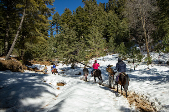 View of tourists riding horses on a snow-covered trail through a pine forest during a Shogran Siri Paye tour in Balakot, Khyber Pakhtunkhwa, Pakistan.