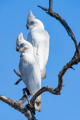 Beautiful white plumed  Little Corella or Cacatua sanguinea © Brian Scantlebury