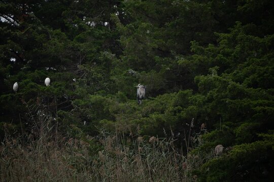 Great blue heron and white egrets in a tree roost at dusk