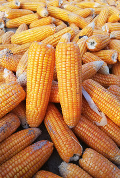 View of corn cobs for drying with vibrant yellow kernels stacked in a large pile after harvest in Multan, Punjab, Pakistan.