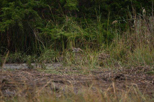 Juvenile white ibis probing the mud in marsh grass