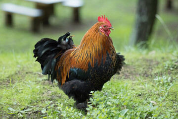 Colorful Rooster Standing on Grass © João Carlos Ribeiro