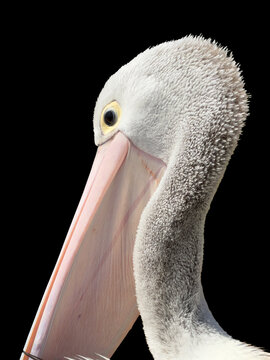 View of a close-up profile of an Australian pelican with its long pink beak and textured white feathers at Long Reef Beach, Northern Beaches Council, New South Wales, Australia.