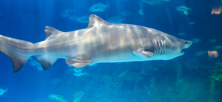 View of a sand tiger shark swimming underwater in the North Carolina Aquarium on Roanoke Island in Manteo, North Carolina, United States.
