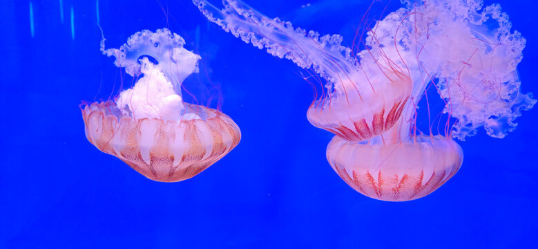 View of Pacific sea nettle jellyfish swimming in a blue aquarium tank at the North Carolina Aquarium on Roanoke Island in Manteo, North Carolina, United States.